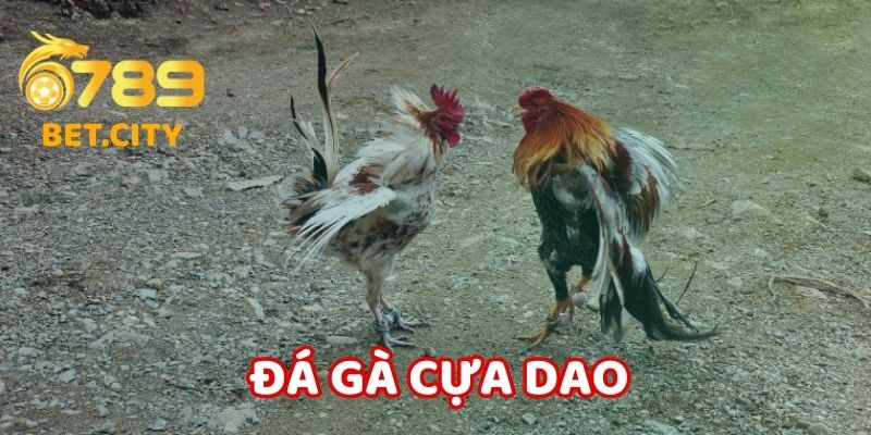 Đá Gà Cựa Dao - Trải nghiệm đầy kịch tính 2025.