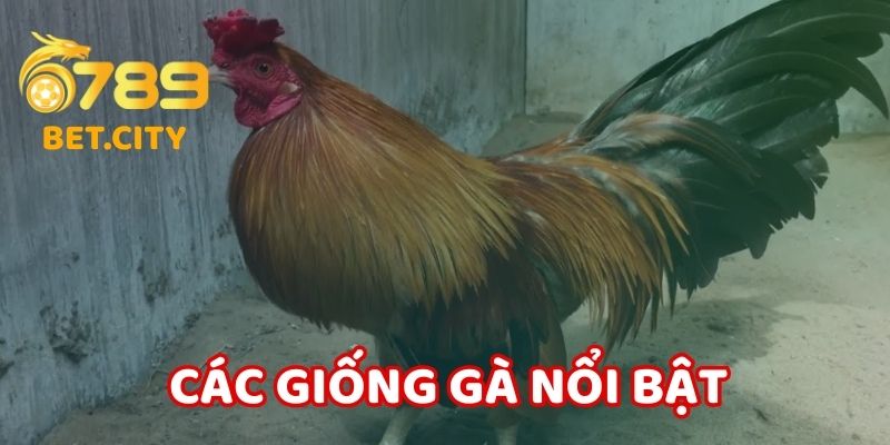 Các giống gà nổi bật trong đá gà cựa dao.